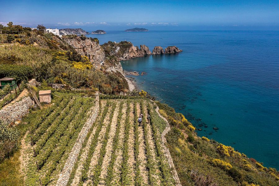 Casale del Giglio Soc. Agr. S.r.l. Weinberge 