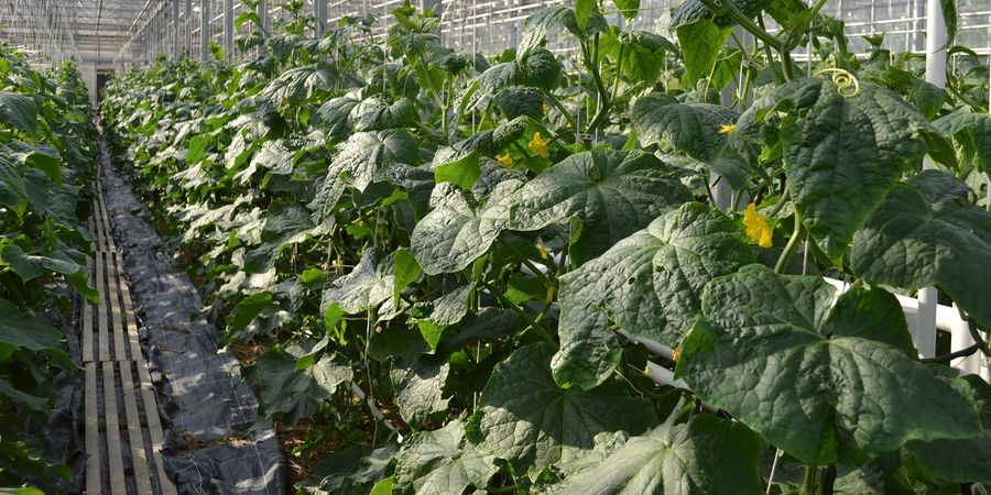 Höhenberger Biokiste GmbH Frische Vielfalt 