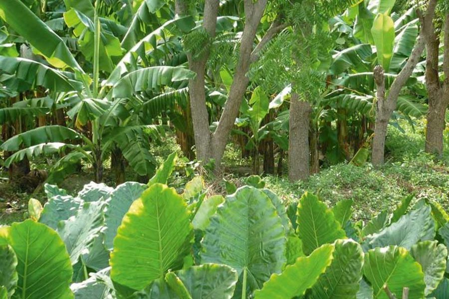 Biofrusan Bananen und Zitronen