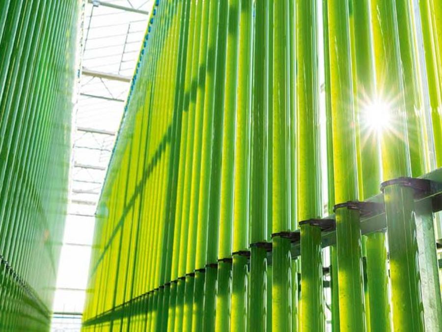 Jongerius ecoduna - Vertikale Glasröhren als Bioreaktoren zur Algenzucht