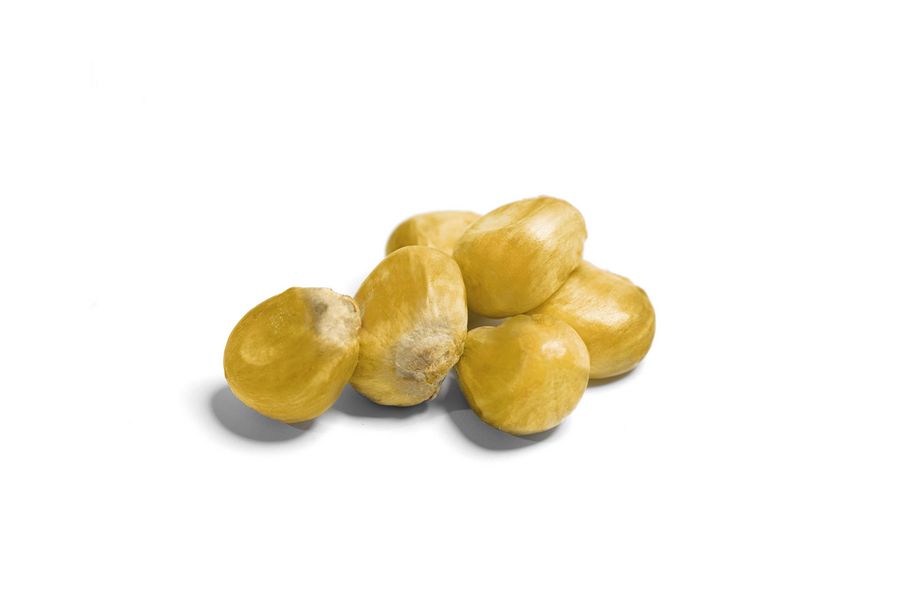 MFG Deutsche Saatgut Mais MFG Deutsche Saatgut Mais