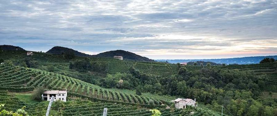 Schenk Italia Bacia della luna Weinberge