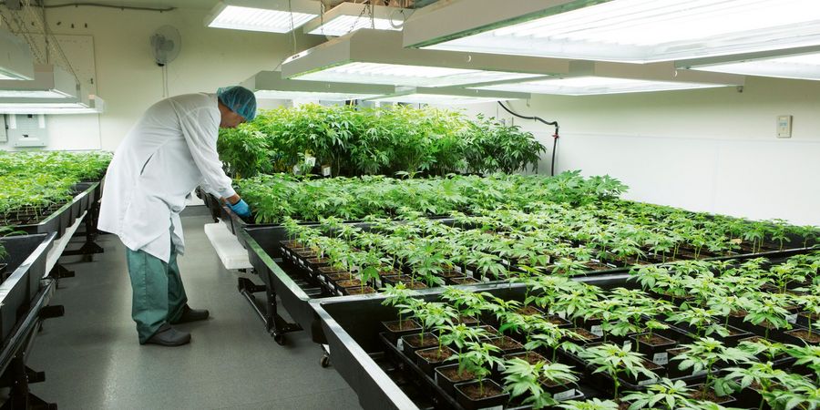 Canopy Growth Germany GmbH Kanadischepflanzen Canopy Growth Germany GmbH Kanadischepflanzen