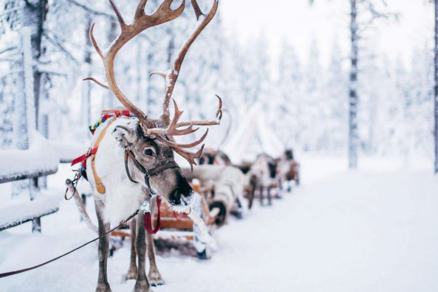 Nordic Deutschland Rentier 