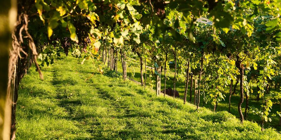Cantina Valpolicella Negrar S.C.A. Weinberg