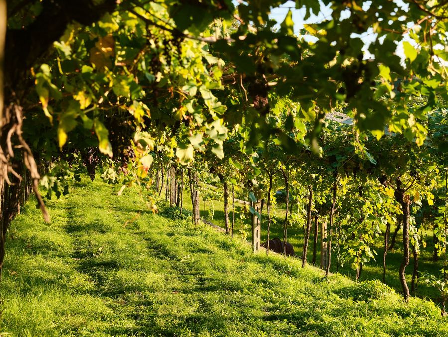 Gemeinschaft als Erfolgsmodell