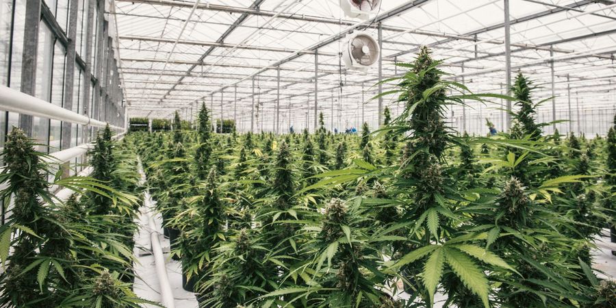 Canopy Growth Germany GmbH medizinischen Canopy Growth Germany GmbH medizinischen