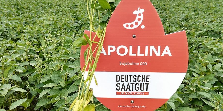 MFG Deutsche Saatgut GmbH Sojakompetenz MFG Deutsche Saatgut GmbH Sojakompetenz