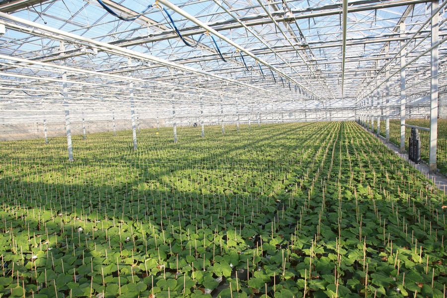 scherr-bio-jungpflanzen scherr-bio-jungpflanzen