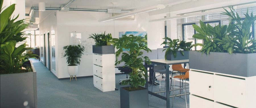 Mohr Hydrokultur nachher