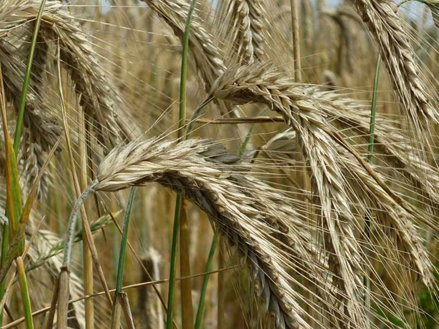 Müller mit Tradition und Markenstolz