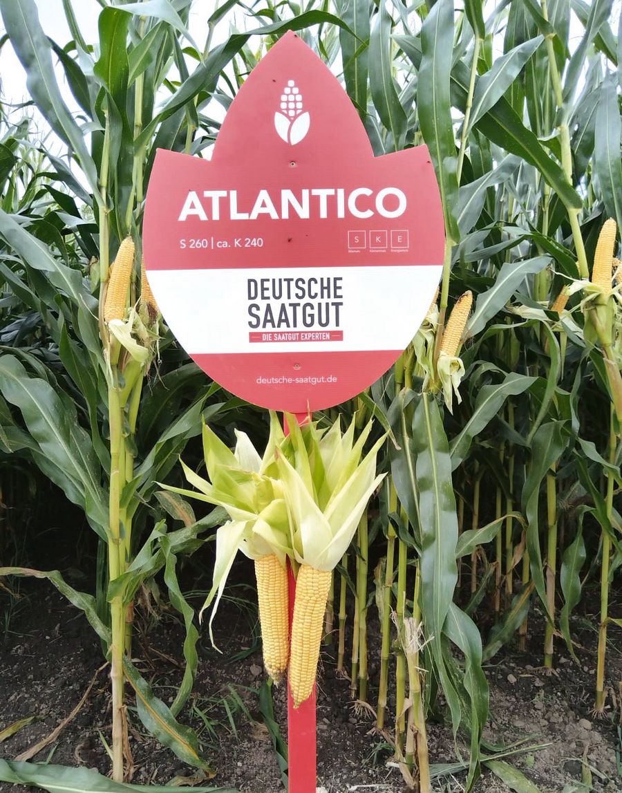 MFG Deutsche Saatgut GmbH Maissorten MFG Deutsche Saatgut GmbH Maissorten