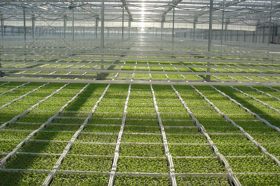 scherr-bio-halle-innen scherr-bio-halle-innen